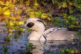 Rare Smew makes historic debut in Kaziranga National Park