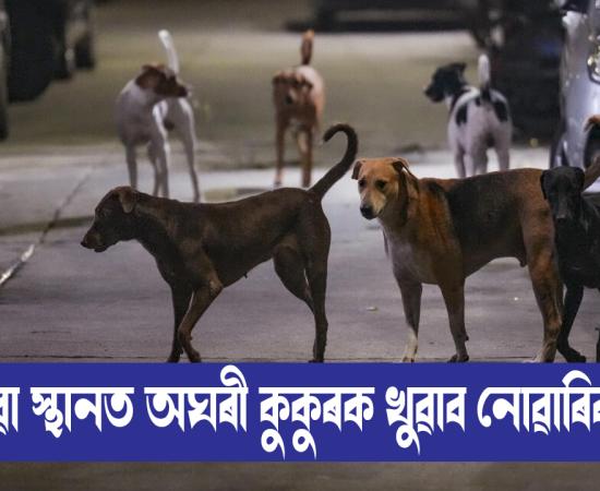 Supreme Court stays order directing Delhi to shift street dogs to shelters