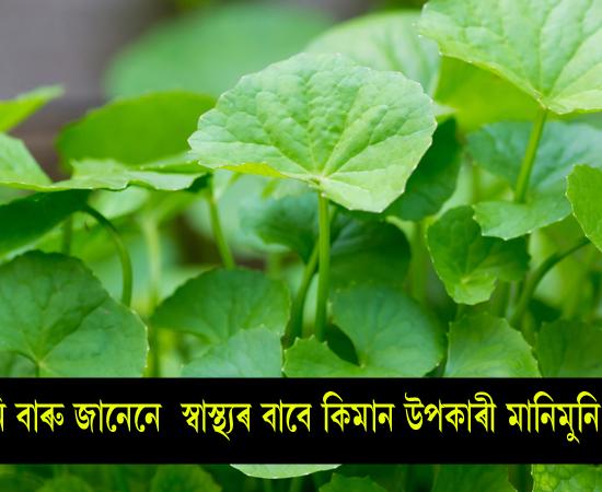 centella asiatica benefits