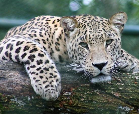 বেঙ্গালুরুর কাছে অবৈধ খননে লেপার্ড নিধনে তোলপাড়