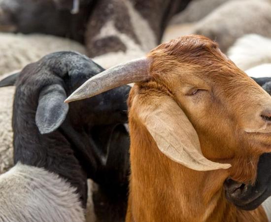 इज़राइली सैनिकों ने सीरिया के किसानों से 250 बकरियों का अपहरण किया