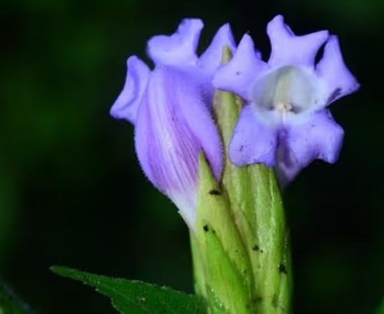  Strobilanthes riteshii 