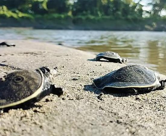 Kaziranga Survey Records 945 Freshwater Turtles Along Brahmaputra, Flags Critical Habitats