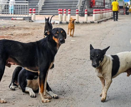 आवारा कुत्तों की कथित ह/त्या