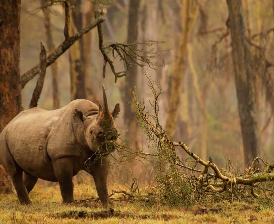 असम के पोबितोरा अभयारण्य में नर गैंडे की मौ/त, सींग सुरक्षित बरामद