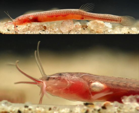 असम में नई भूजल-निवासी मछली ‘Gitchak nakana’ की खोज, पूर्वोत्तर भारत में पहली एक्विफर प्रजाति