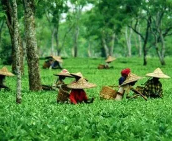 Assam announces 3% reservation in Grade I & II government jobs for tea garden, Adivasi communities