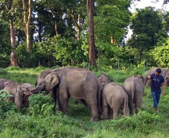 Illegal Electric Fences Kill Over 200 Elephants in Assam in 25 Year