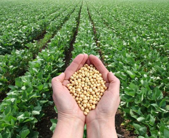 असम कृषि विश्वविद्यालय की पहल: सोयाबीन खेती से पोषण और पशु-आहार सुरक्षा को मिलेगा बल