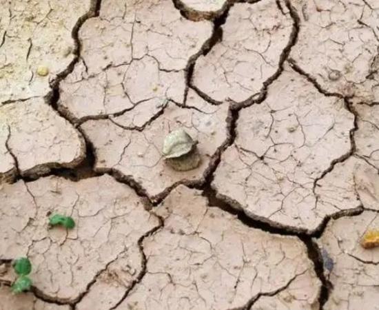 Assam records over 70% rainfall deficit since November