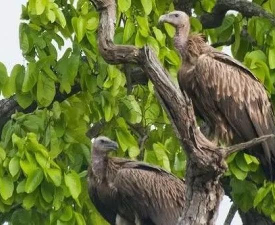 Over 700 Vultures Dead Since 2018; Experts Raise Alarm Over Carbofuran Use in Assam