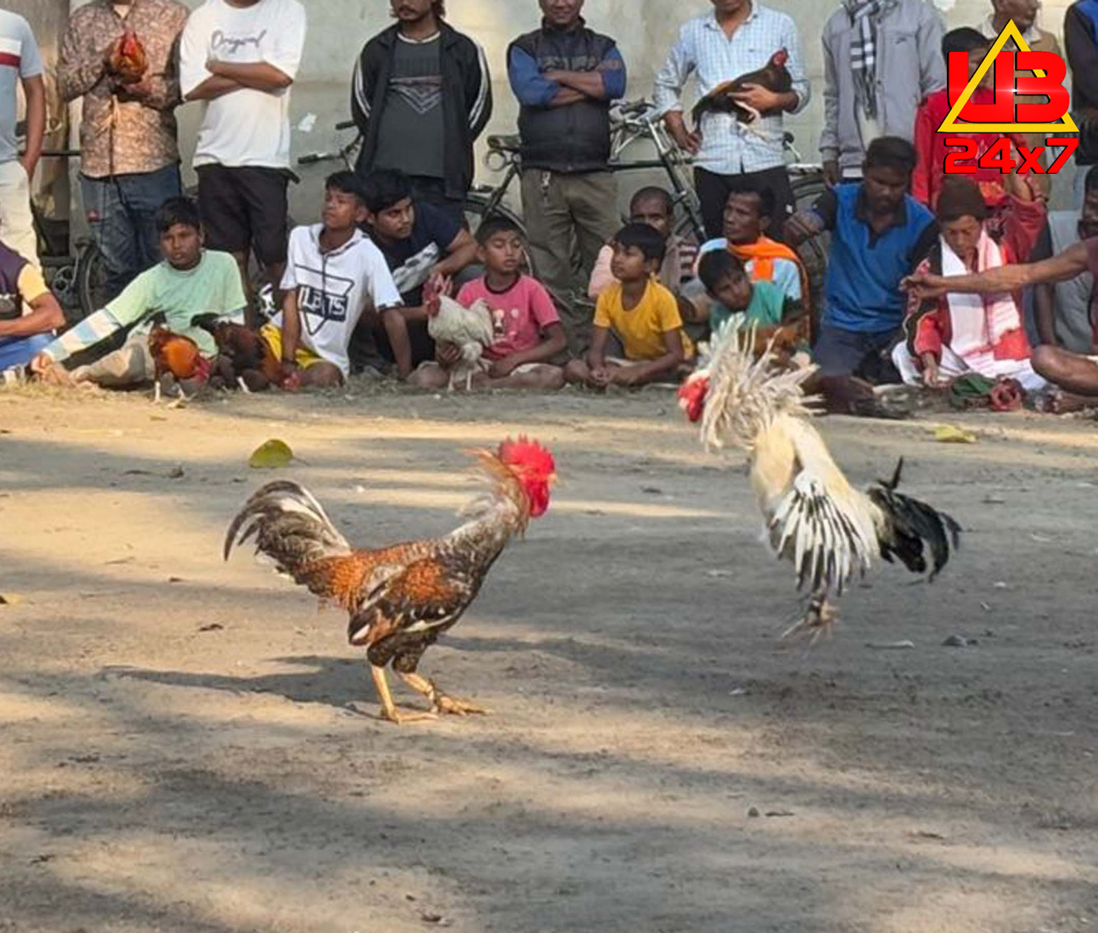 Cock fight during the Magh Bihu celebrations