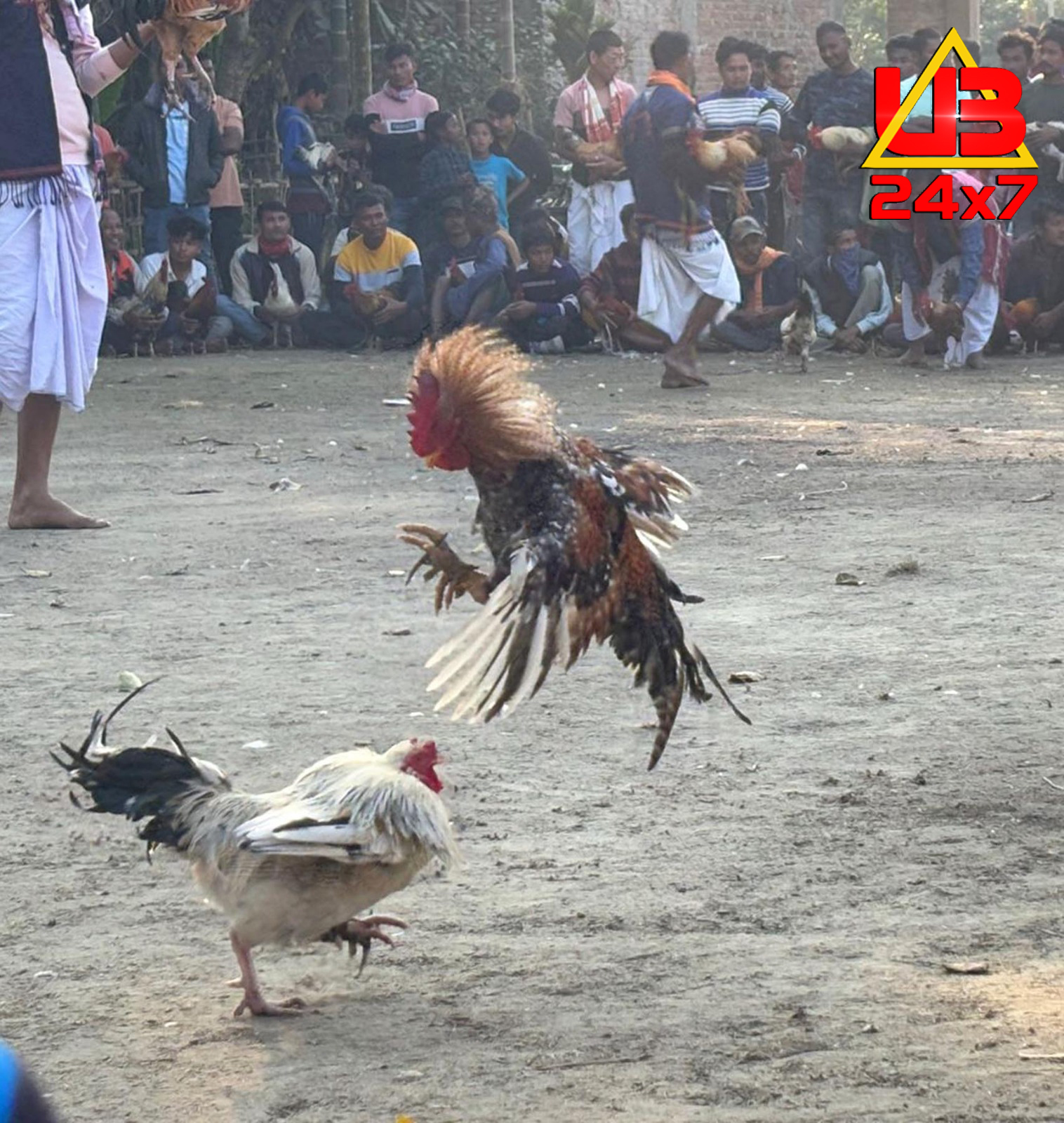 Cock fight during the Magh Bihu celebrations