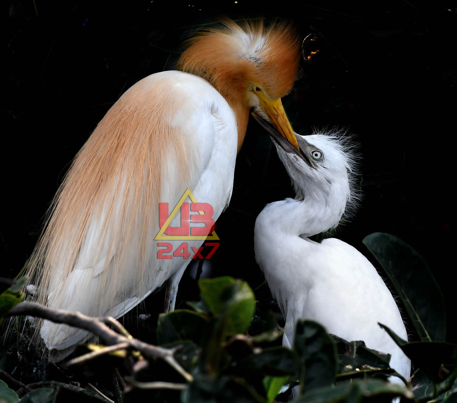 egrets