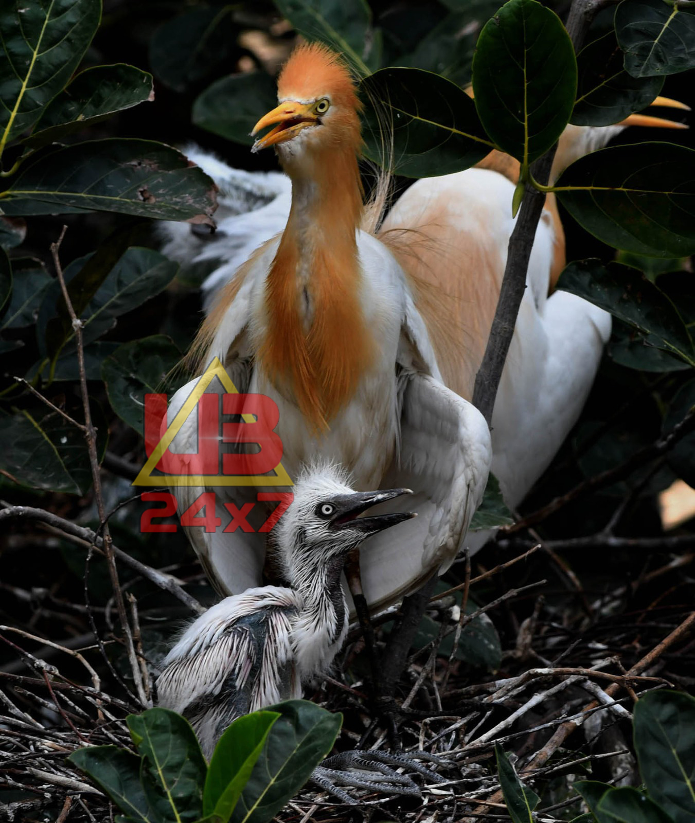 egrets