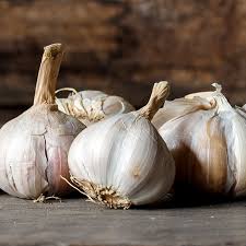 garlic