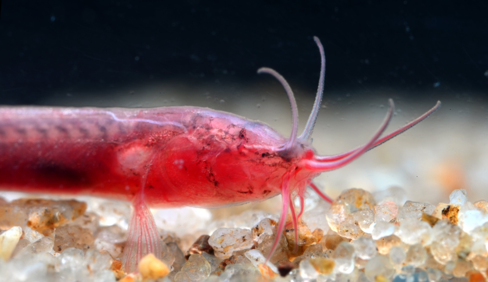 असम में नई भूजल-निवासी मछली ‘Gitchak nakana’ की खोज, पूर्वोत्तर भारत में पहली एक्विफर प्रजाति