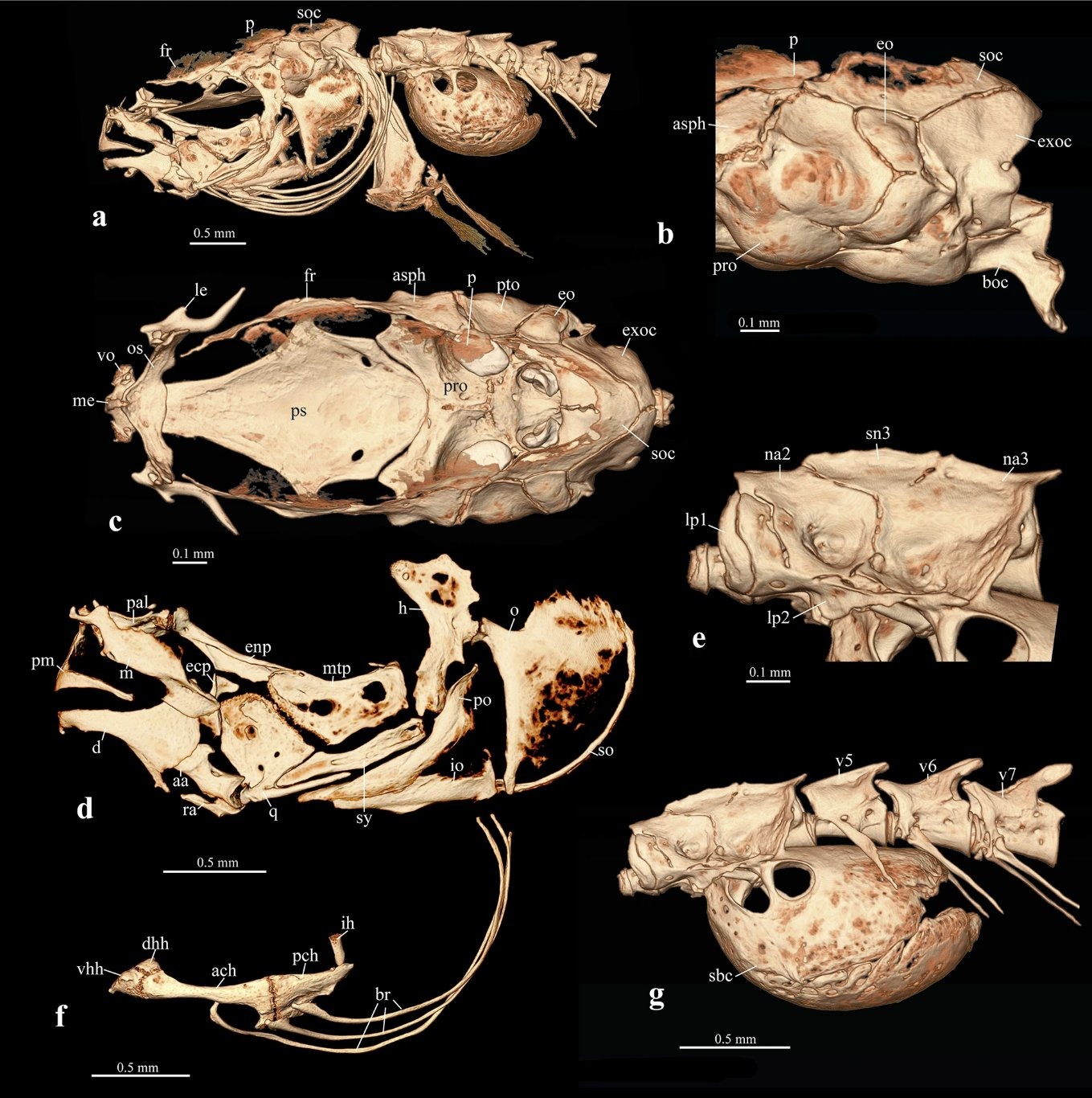 असम में नई भूजल-निवासी मछली ‘Gitchak nakana’ की खोज, पूर्वोत्तर भारत में पहली एक्विफर प्रजाति