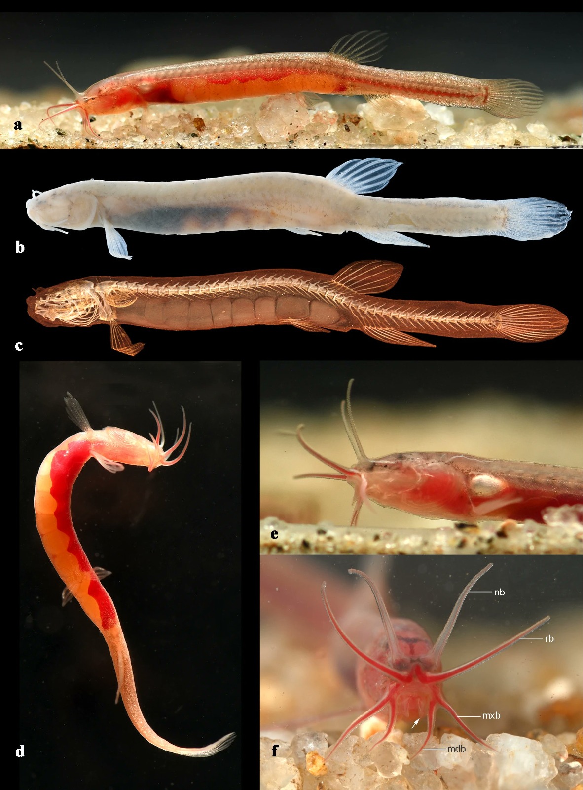 असम में नई भूजल-निवासी मछली ‘Gitchak nakana’ की खोज, पूर्वोत्तर भारत में पहली एक्विफर प्रजाति