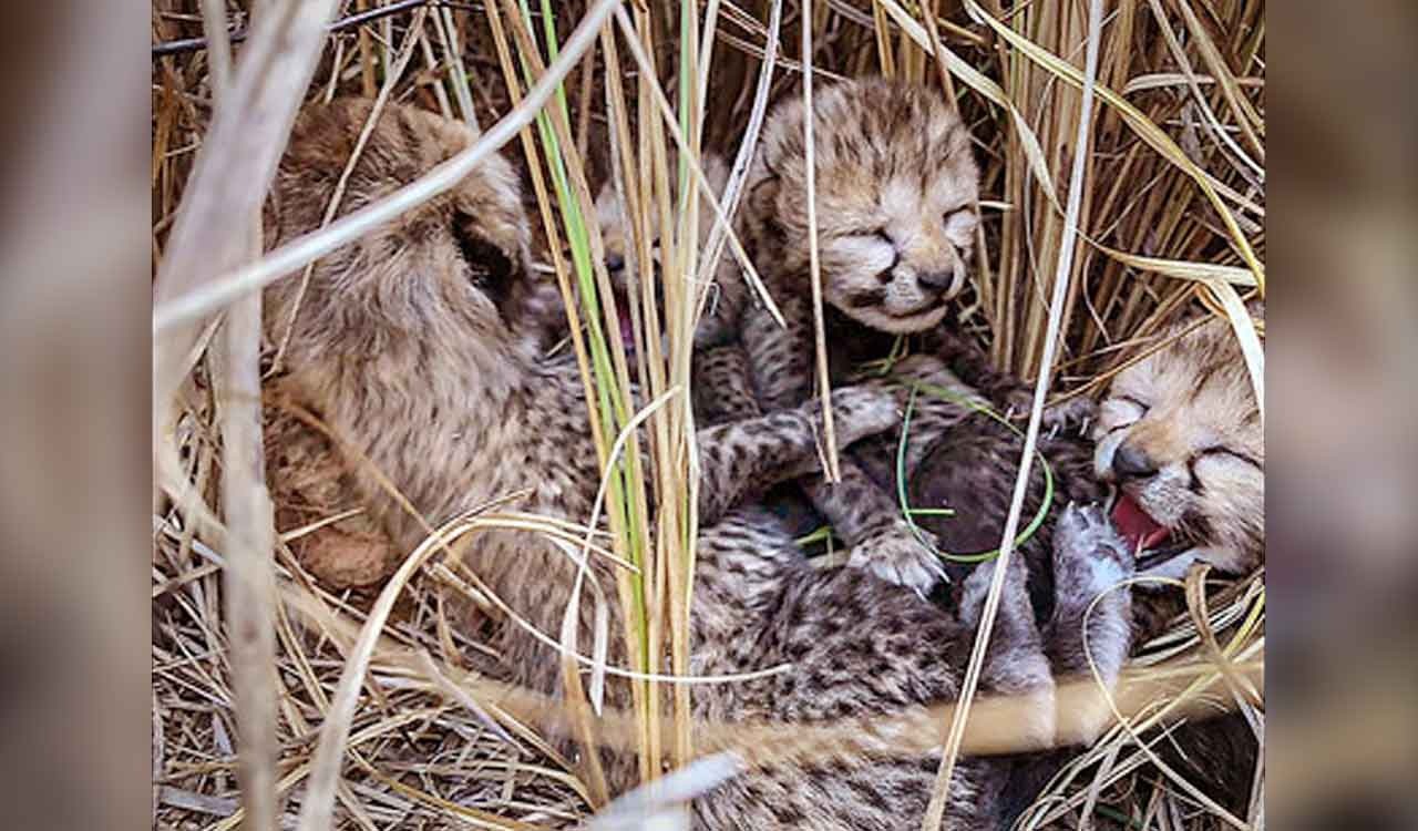 कूनो में खुशखबरी!
