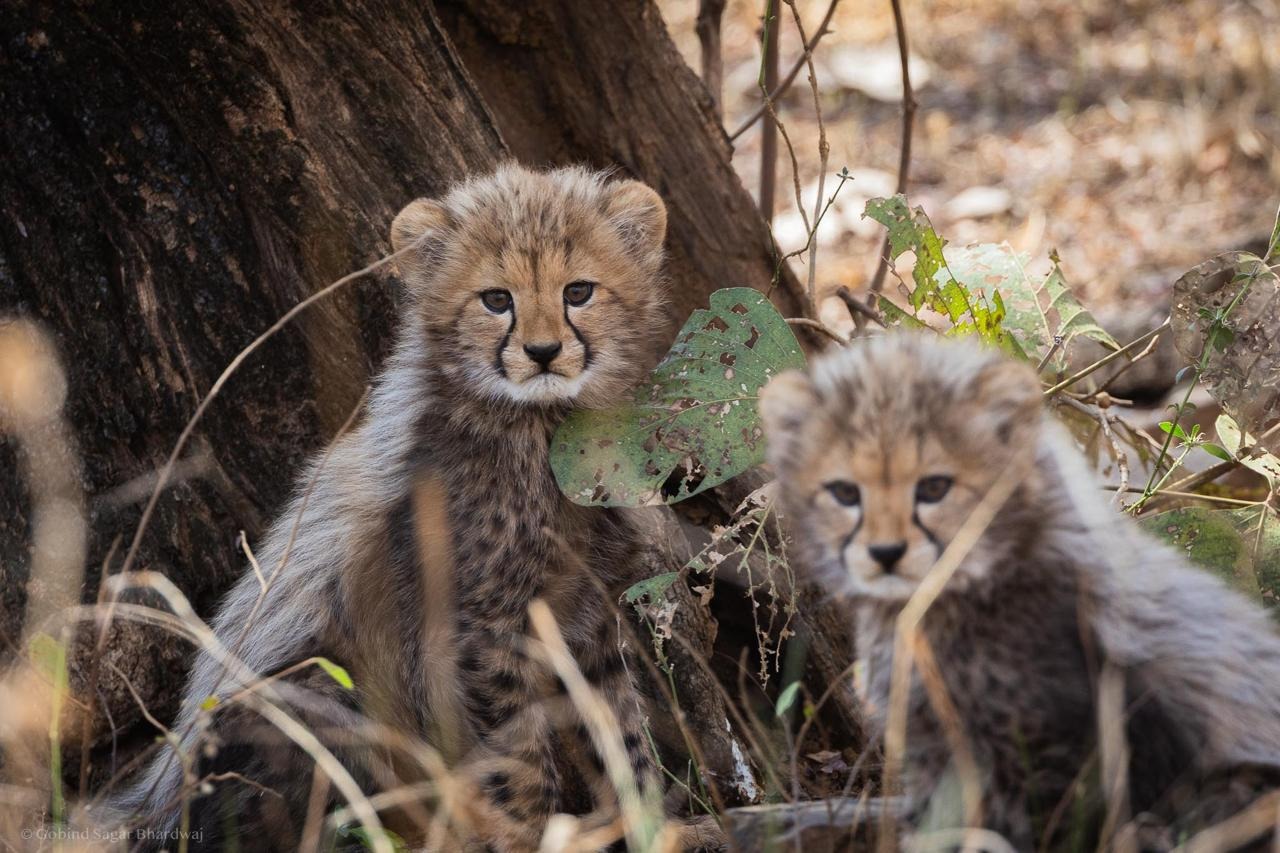 चीता संरक्षण में बड़ी सफलता!