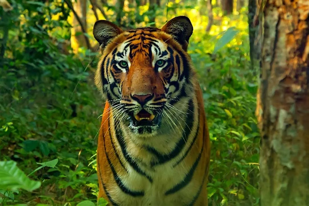 বক্সা টাইগার রিজার্ভ