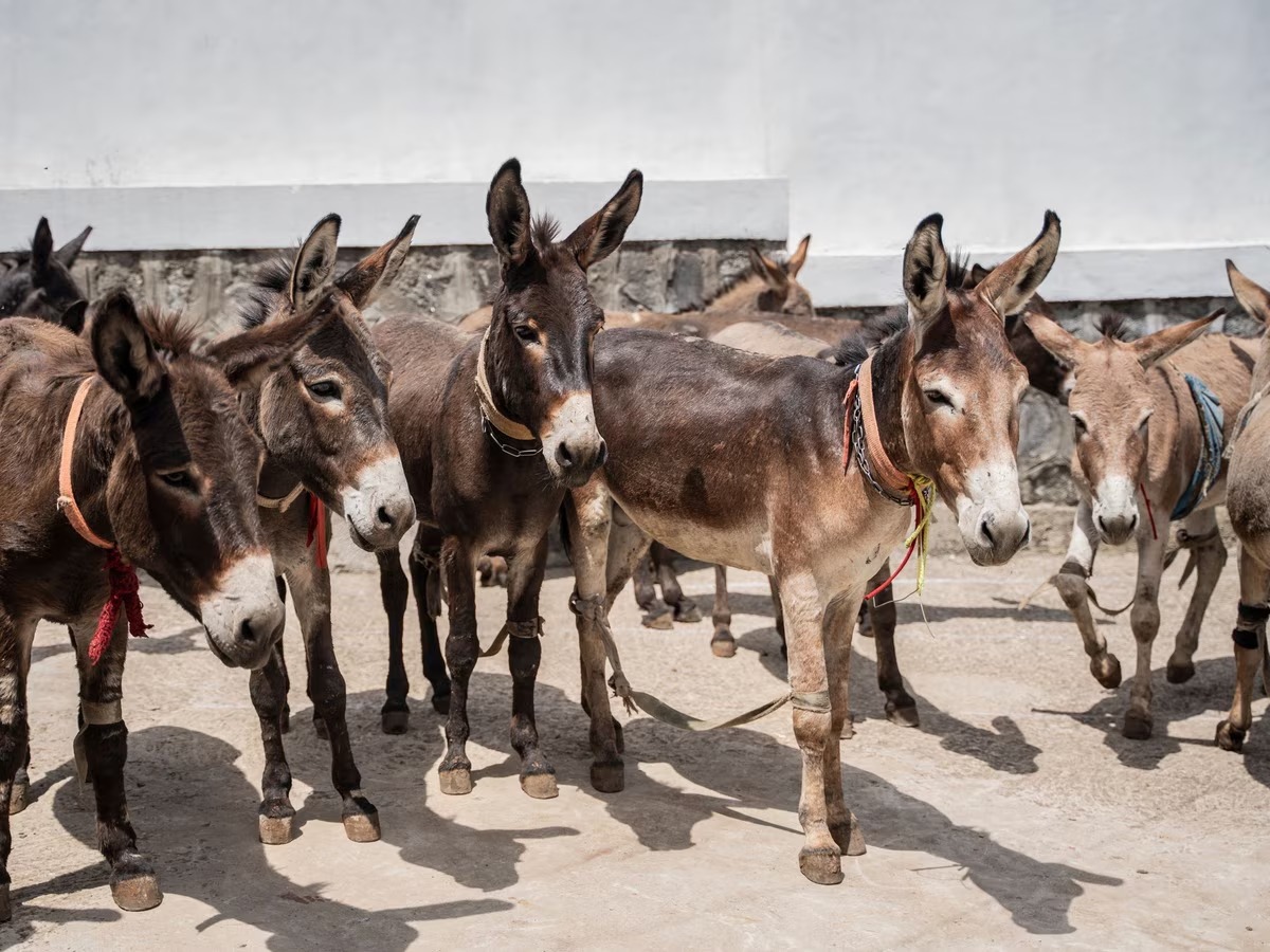चीन की बढ़ती मांग के बीच पाकिस्तान गधों से अरबों कमाने की तैयारी, संख्या 60 लाख के पार