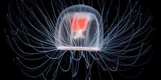 Immortal Jellyfish