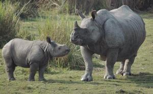 Rhino Death