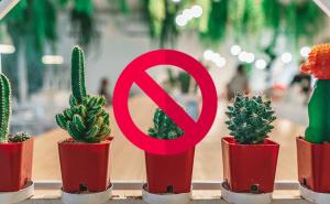 don't plant this unlucky plant in home