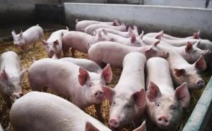 pig disease news