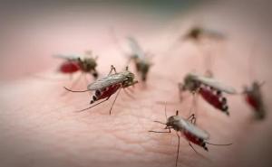 mosquito