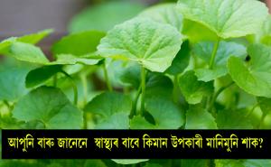 centella asiatica benefits