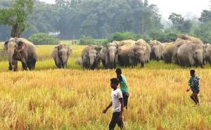 Elephant menace in rongapara