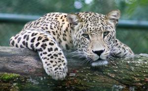 বেঙ্গালুরুর কাছে অবৈধ খননে লেপার্ড নিধনে তোলপাড়