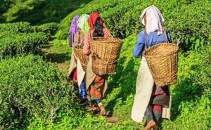 Middle East Tensions Cast Shadow Over Assam’s Orthodox Tea Exports