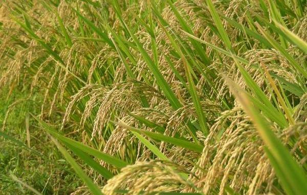 Joha Rice Prices Double in Assam Amid Demand Surge, Supply Crunch
