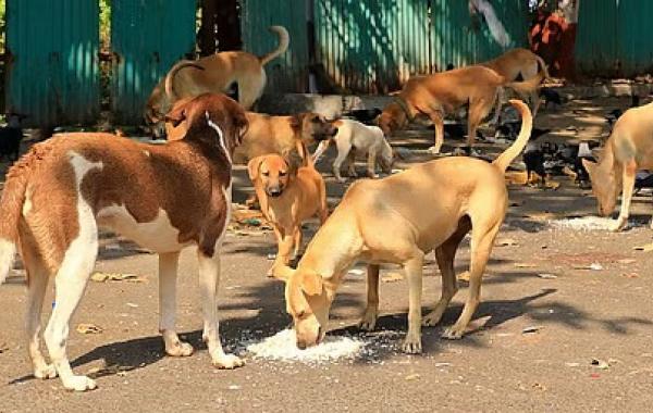 Rabies Confirmed After Mass Dog Bite Incident in Assam Town