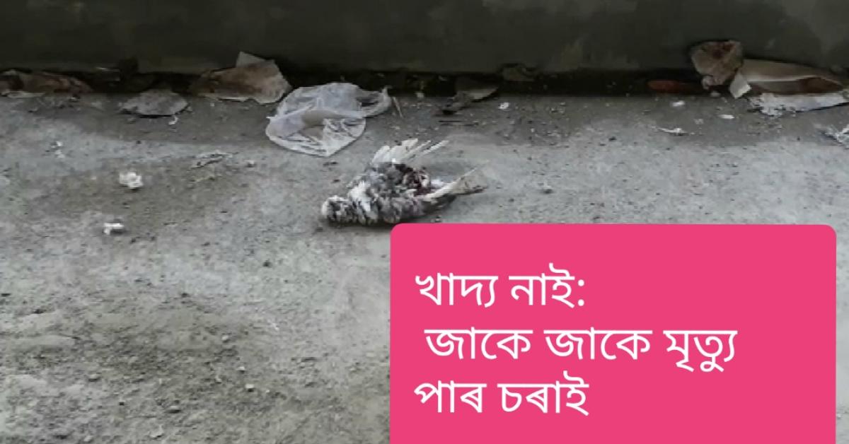 খাদ্যৰ অভাৱত মৃত্যু বহু চৰাই