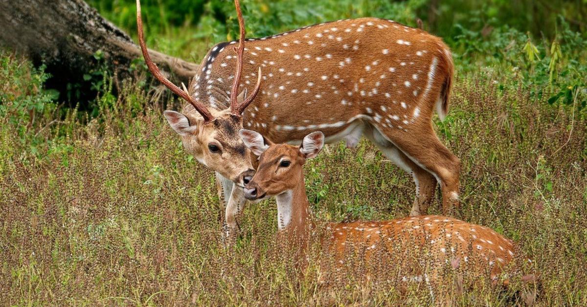  পোৱালি দুটাৰ বয়স ২০ পৰা ২৫ দিনৰ 