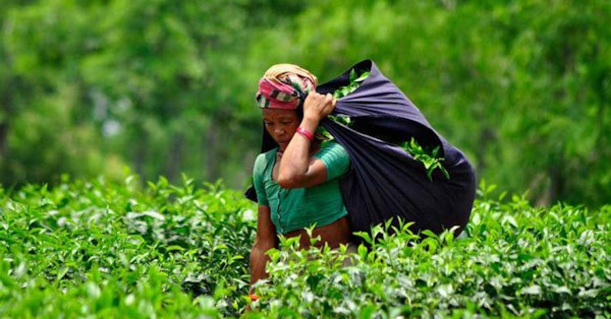 বোকাখাত চাহ বাগিছাত ৰাজ্যিক  শ্ৰম মন্ত্ৰী সঞ্জয় কিষাণ