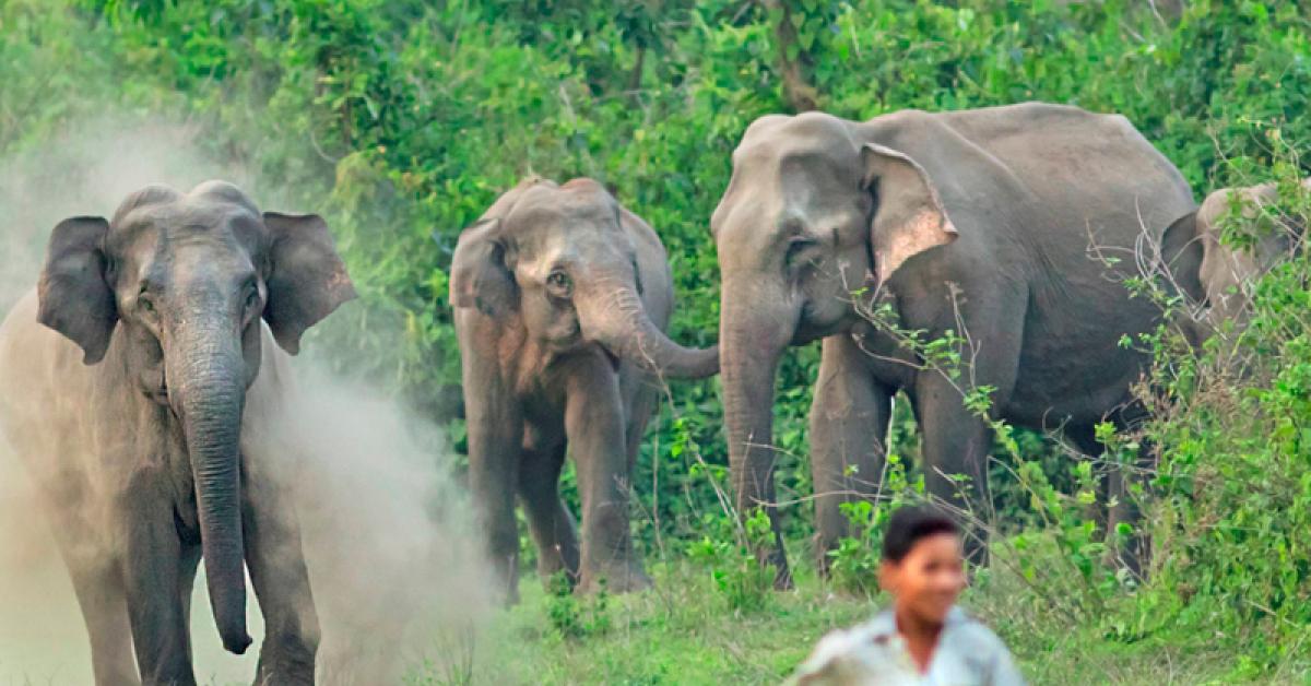 ওদালগুৰিৰ ভাৰত ভূটান সীমান্তত পুনৰ বন্যহস্তীৰ উপদ্ৰৱ