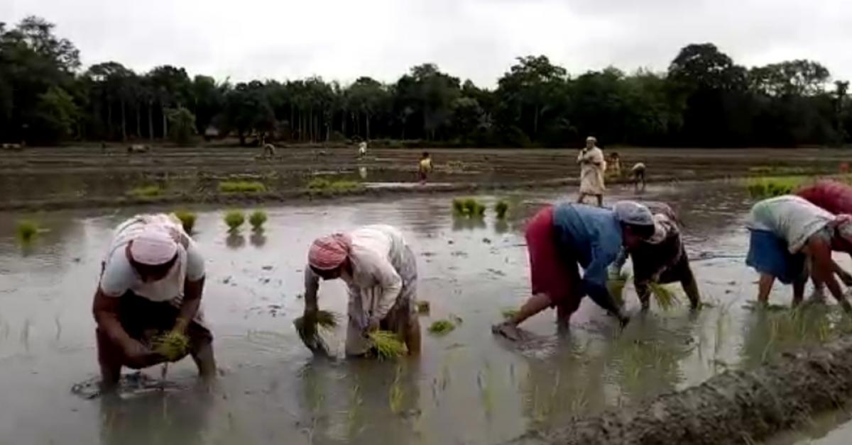 খেতি বিনে অসহায় অসমীয়া ! কণমানিৰ পৰা বৃদ্ধলৈ নামি পৰিছে খেতিত