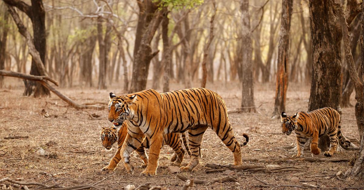 বিশ্বৰ মুঠ বাঘৰ ৭০ শতাংশই আছে ভাৰতত