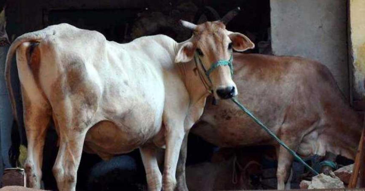 নগাঁও জিলাত