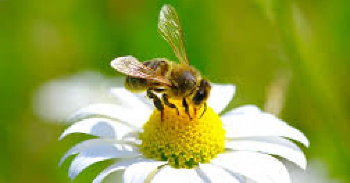 honey bee