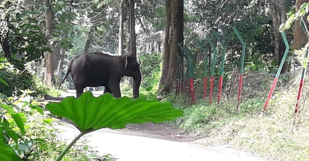 মহানগৰীৰ বশিষ্ঠত বনৰীয়া হাতীৰ মুক্ত বিচৰণ