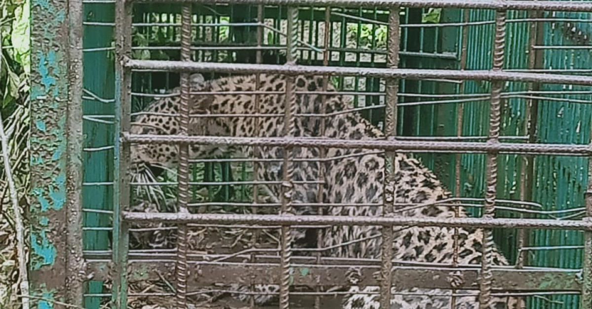 মৰাণৰ চেপন চাহবাগিচাত নাহৰফুটুকী বাঘিনী পিঞ্জৰাবদ্ধ