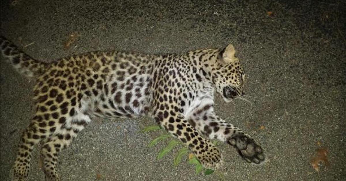 সাপেখাতীৰ বৰটিমন চাহ বাগিচাৰত মৃত নাহৰফুটুকী উদ্ধাৰ