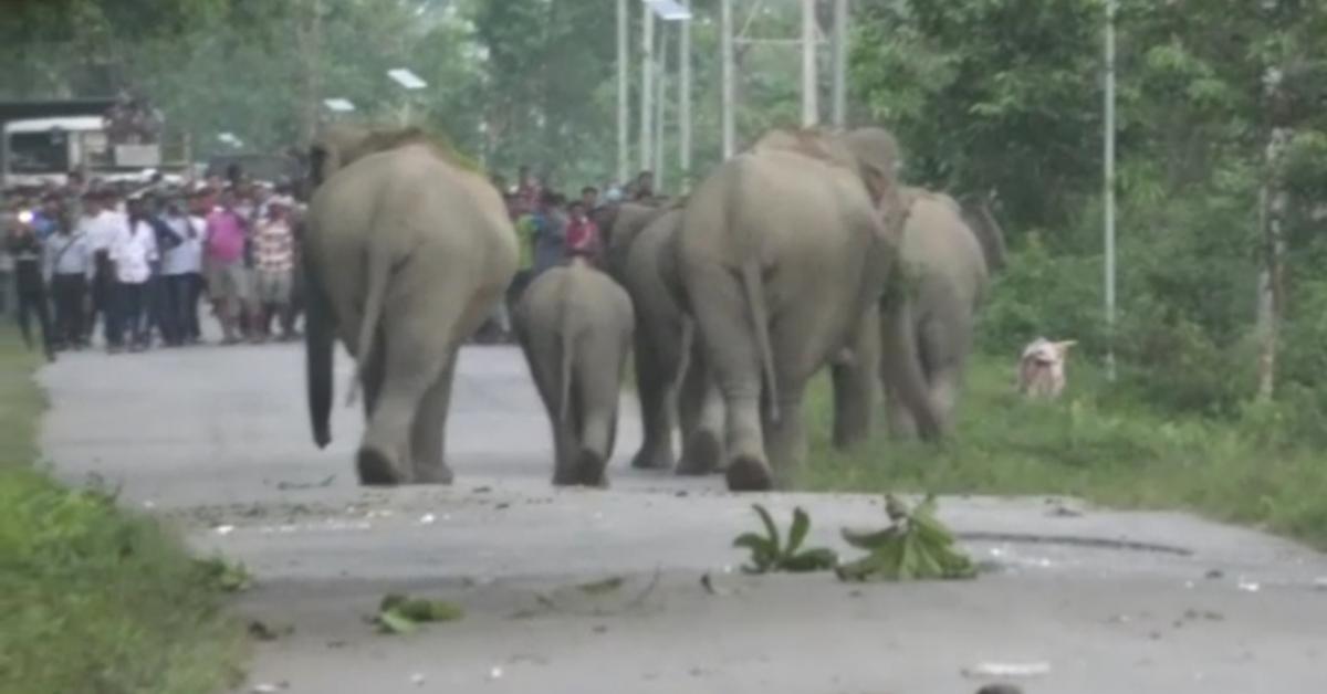 ধোদৰ আলিত অৱস্থান গজৰাজৰ 